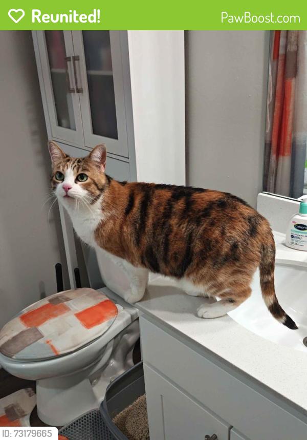 Reunited Female Cat last seen fairway lakes apmts, Columbus, OH 43081