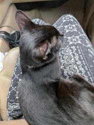 Reunited Male Cat last seen Near roper mountain road apt 241, Greenville sc 29615, Greenville, SC 29615