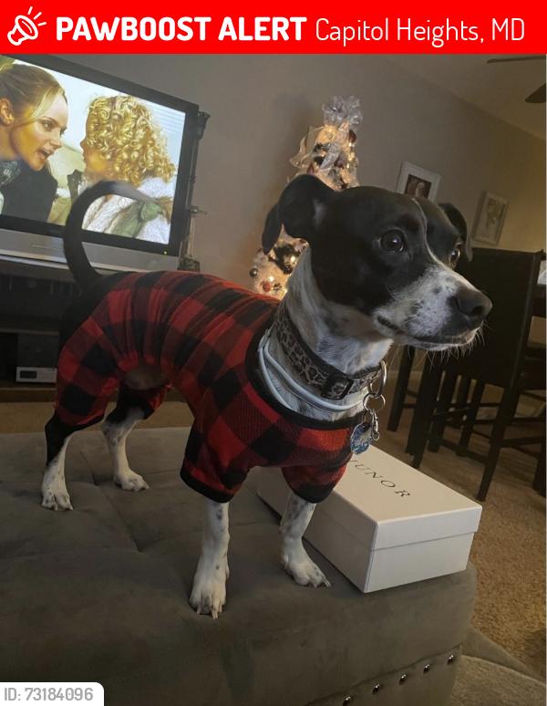 Lost Female Dog last seen Walker mill, Capitol Heights, MD 20743