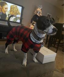 Lost Female Dog last seen Walker mill, Capitol Heights, MD 20743