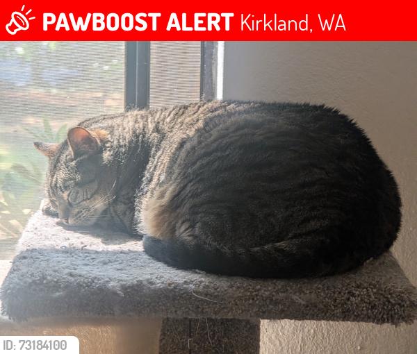 Lost Female Cat last seen cndmniums near the dentist office across the street from QFC, Kirkland, WA 98034