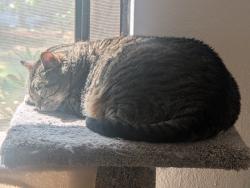 Lost Female Cat last seen cndmniums near the dentist office across the street from QFC, Kirkland, WA 98034