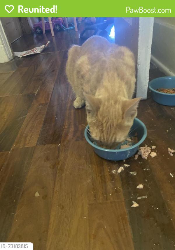 Reunited Male Cat last seen Commonwealth & Mission Rd on Sixth Street, Alhambra, CA 91801