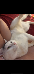Lost Male Cat last seen Franklin/saginaw, glamis, north view heights, No frills saginaw, Bennie’s high school, Cambridge mall, Cambridge, ON N1R 8E5