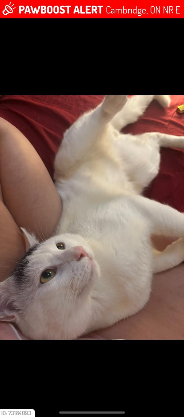 Lost Male Cat last seen Franklin/saginaw, glamis, north view heights, No frills saginaw, Bennie’s high school, Cambridge mall, Cambridge, ON N1R 8E5