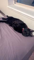 Lost Male Cat last seen Wooded area towards Olympic Village., Kitsap County, WA 98311