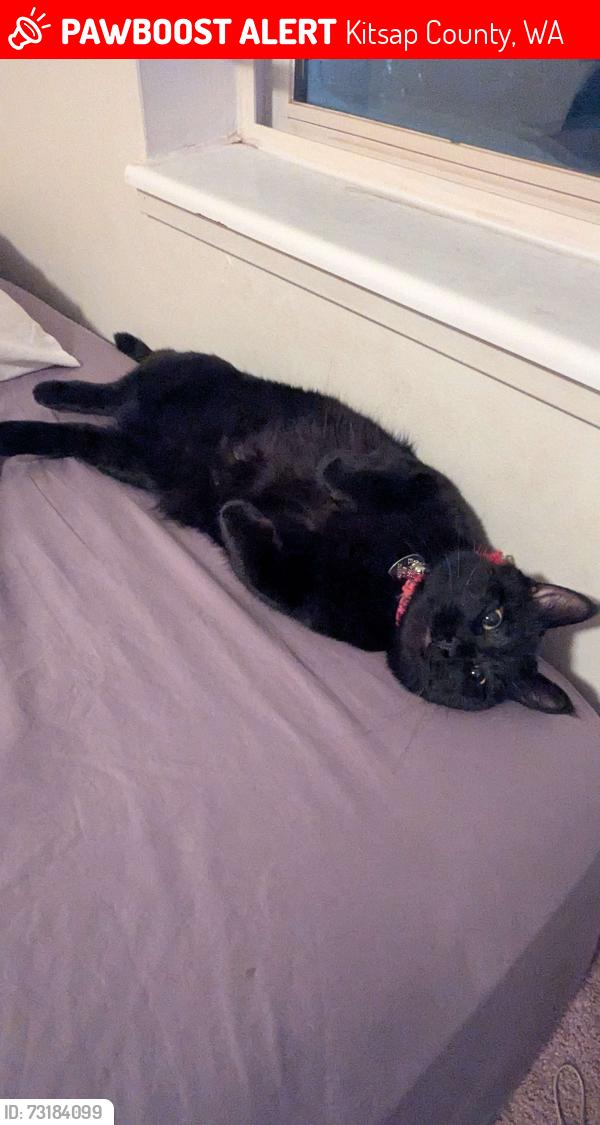 Lost Male Cat last seen Wooded area towards Olympic Village., Kitsap County, WA 98311
