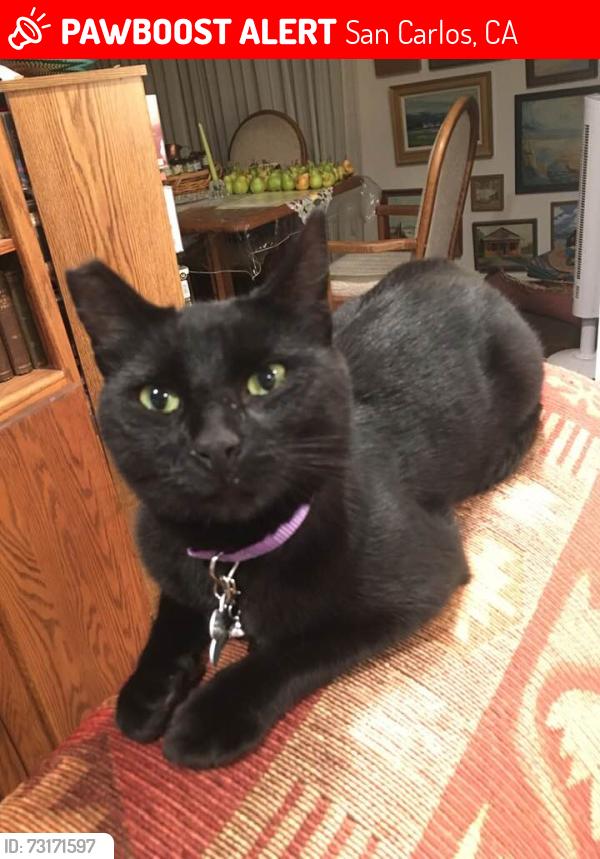 Lost Female Cat last seen Crestview, San Carlos, CA 94070