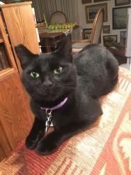 Lost Female Cat last seen Crestview, San Carlos, CA 94070