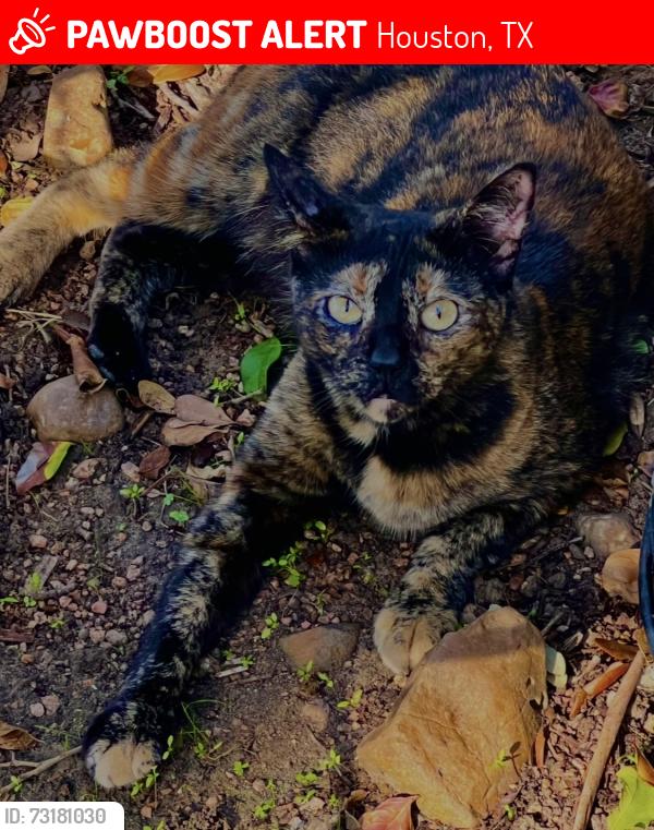 Lost Female Cat last seen Fairbanks north Houston and little York re, Houston, TX 77040