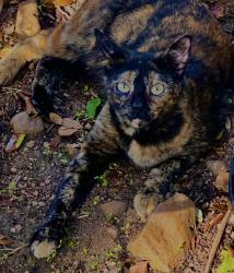 Lost Female Cat last seen Fairbanks north Houston and little York re, Houston, TX 77040