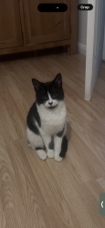 Lost Female Cat last seen Hainworth wood road, West Yorkshire, England BD21 5NG