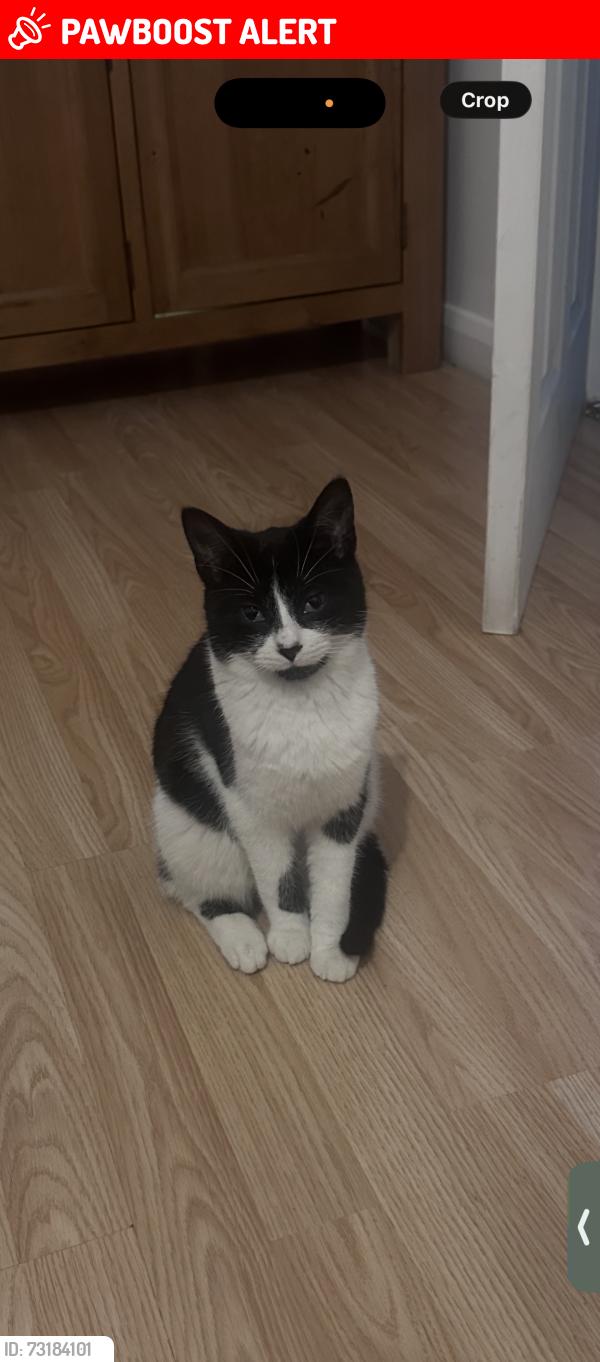 Lost Female Cat last seen Hainworth wood road, West Yorkshire, England BD21 5NG