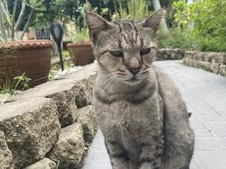 Found/Stray Male Cat last seen Silver Shores neighborhood, Miramar, FL 33027