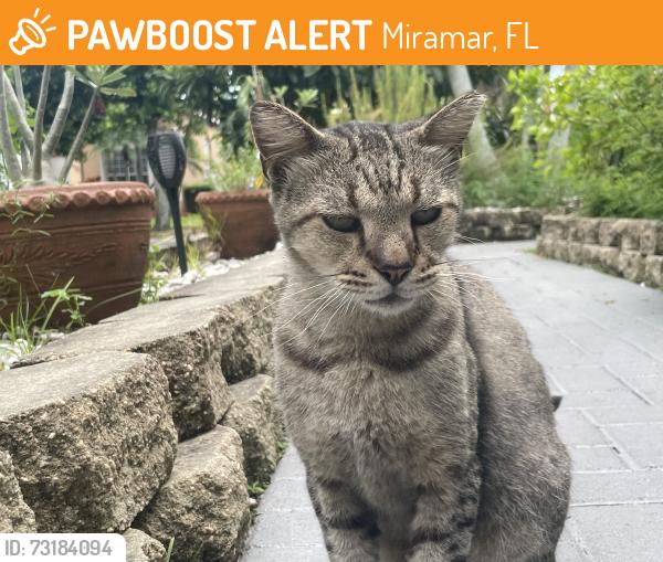 Found/Stray Male Cat last seen Silver Shores neighborhood, Miramar, FL 33027