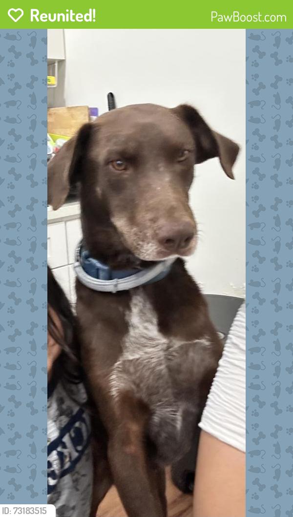 Reunited Male Dog last seen Imperial and Doty, Hawthorne, CA 90250