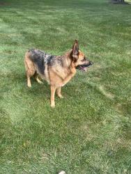 Reunited Female Dog last seen N Andover rd and W Brandon Rd, Kildeer, IL 60047