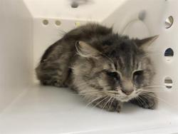 Shelter Stray Male Cat last seen Near BLOCK N 39TH ST, 3839 W Burnham St, West Milwaukee, WI 53215, USA