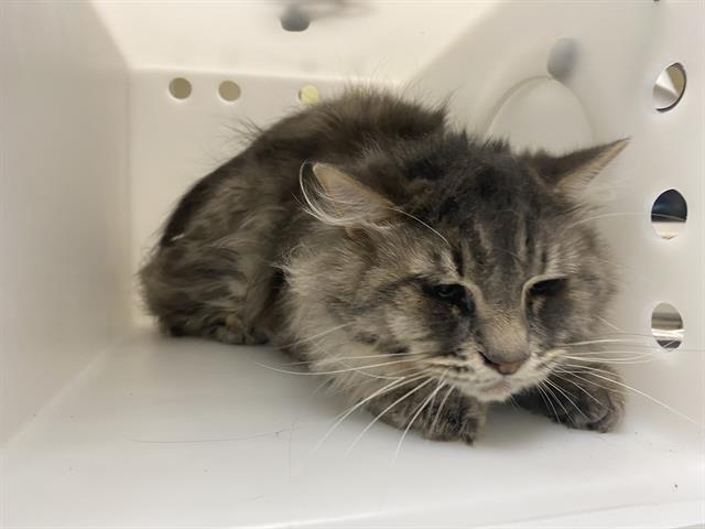 Shelter Stray Male Cat last seen Near BLOCK N 39TH ST, 3839 W Burnham St, West Milwaukee, WI 53215, USA