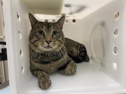 Shelter Stray Male Cat last seen Near BLOCK N 29TH ST, 3839 W Burnham St, West Milwaukee, WI 53215, USA
