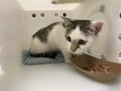 Shelter Stray Female Cat last seen Near BLOCK W ALVINA AVE, 3839 W Burnham St, West Milwaukee, WI 53215, USA