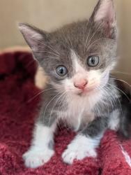 Shelter Stray Male Cat last seen , 4275 Elton St, Baldwin Park, CA 91706, USA