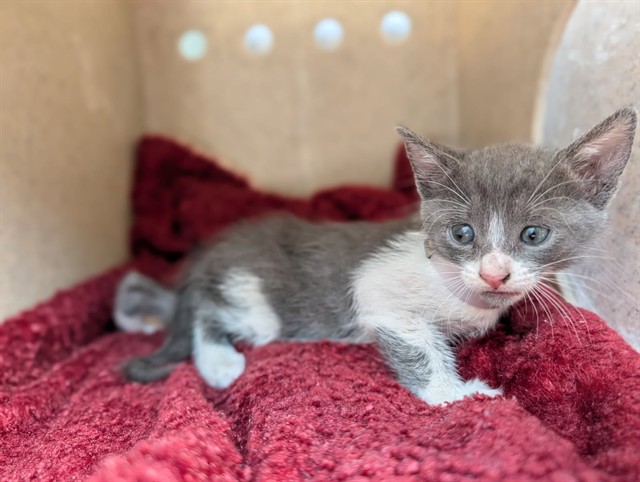 Shelter Stray Female Cat last seen , 4275 Elton St, Baldwin Park, CA 91706, USA