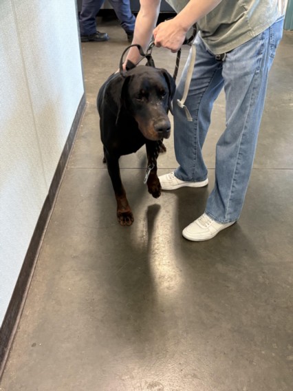 Shelter Stray Male Dog last seen , West Valley Animal Shelter, 20655 Plummer St, Chatsworth, CA 91311, USA