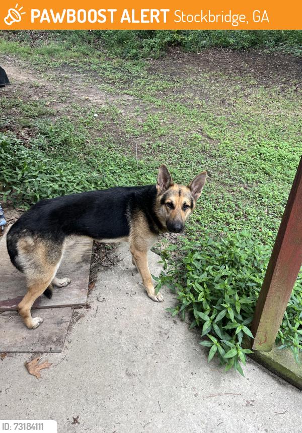 Found/Stray Male Dog last seen Hwy 155 e Fairview rd, Stockbridge, GA 30281