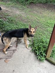 Found/Stray Male Dog last seen Hwy 155 e Fairview rd, Stockbridge, GA 30281