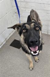 Shelter Stray Female Dog last seen POPLAR AND S EUREKA, 333 Chandler Pl, San Bernardino, CA 92408, USA