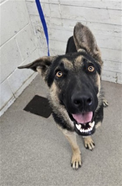 Shelter Stray Female Dog last seen POPLAR AND S EUREKA, 333 Chandler Pl, San Bernardino, CA 92408, USA