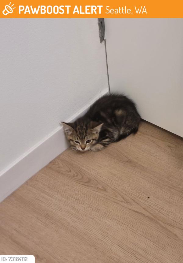 Found/Stray Female Cat last seen 37th Ave S and S Genesee St., Seattle, WA 98118