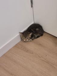 Found/Stray Female Cat last seen 37th Ave S and S Genesee St., Seattle, WA 98118