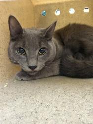 Shelter Stray Female Cat last seen PLANTATION LAKES CIR/SF, 232 Eslinger Way, Sanford, FL 32773, USA