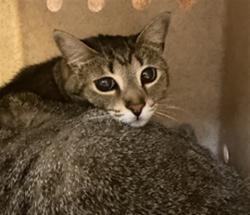 Shelter Stray Female Cat last seen PLANTATION LAKES CIR/SF, 232 Eslinger Way, Sanford, FL 32773, USA