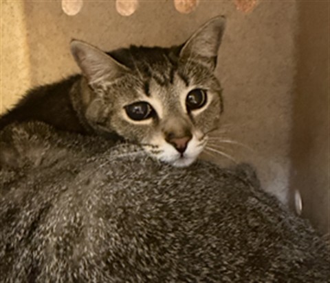 Shelter Stray Female Cat last seen PLANTATION LAKES CIR/SF, 232 Eslinger Way, Sanford, FL 32773, USA