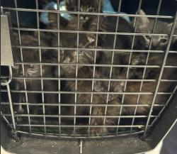 Shelter Stray Unknown Cat last seen SAND CANYON AVE/ALTON PKWY, 92618, 6443 Oak Canyon, Irvine, CA 92618, USA