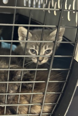 Shelter Stray Unknown Cat last seen SAND CANYON AVE/ALTON PKWY, 92618, 6443 Oak Canyon, Irvine, CA 92618, USA