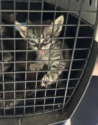 Shelter Stray Unknown Cat last seen SAND CANYON AVE/ALTON PKWY, 92618, 6443 Oak Canyon, Irvine, CA 92618, USA