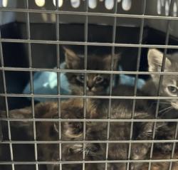 Shelter Stray Unknown Cat last seen SAND CANYON AVE/ALTON PKWY, 92618, 6443 Oak Canyon, Irvine, CA 92618, USA