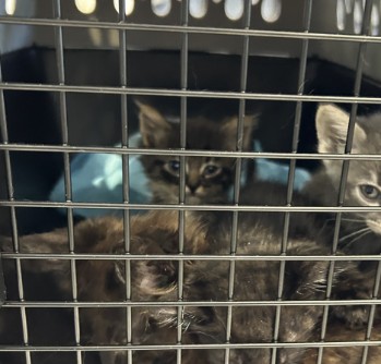 Shelter Stray Unknown Cat last seen SAND CANYON AVE/ALTON PKWY, 92618, 6443 Oak Canyon, Irvine, CA 92618, USA