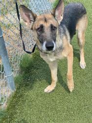 Shelter Stray Female Dog last seen Near GEORGETOWN CIR, FAYETTEVILLE NC 28314, 4704 Corporation Dr, Fayetteville, NC 28306, USA