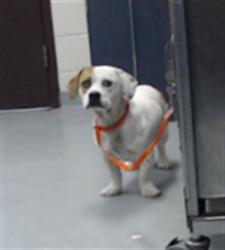 Shelter Stray Male Dog last seen Near LEITHA LN, GODWIN NC 28344, 4704 Corporation Dr, Fayetteville, NC 28306, USA