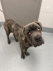 Shelter Stray Male Dog last seen Near, 2600 S Harding St, Indianapolis, IN 46221, USA