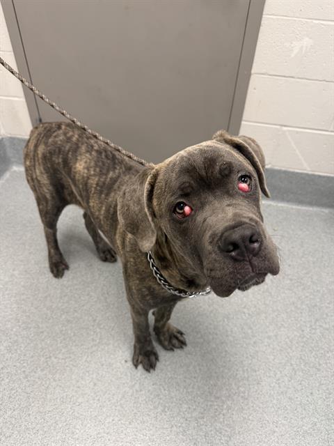 Shelter Stray Male Dog last seen Near, 2600 S Harding St, Indianapolis, IN 46221, USA