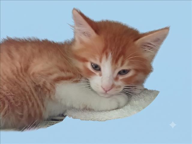Shelter Stray Male Cat last seen , 1850 W 60th St, Los Angeles, CA 90047, USA