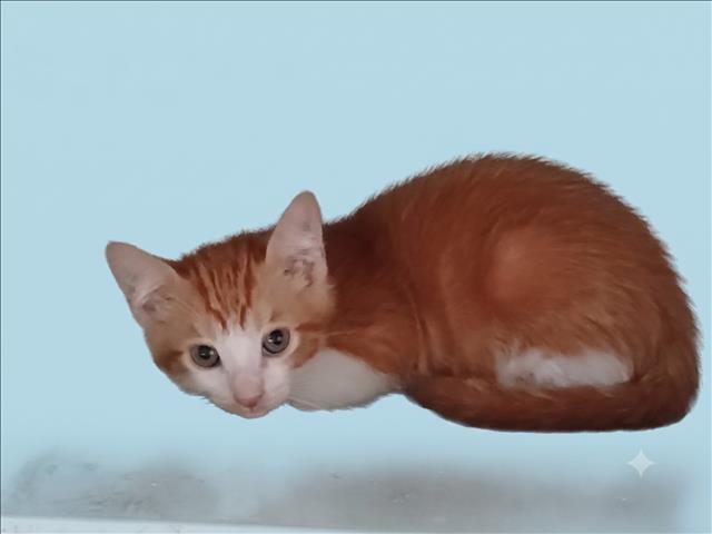 Shelter Stray Male Cat last seen , 1850 W 60th St, Los Angeles, CA 90047, USA