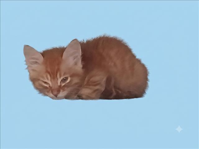 Shelter Stray Male Cat last seen , 1850 W 60th St, Los Angeles, CA 90047, USA