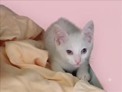 Shelter Stray Female Cat last seen , 1850 W 60th St, Los Angeles, CA 90047, USA